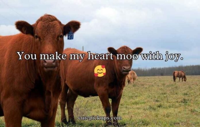 Cow Pick Up Lines