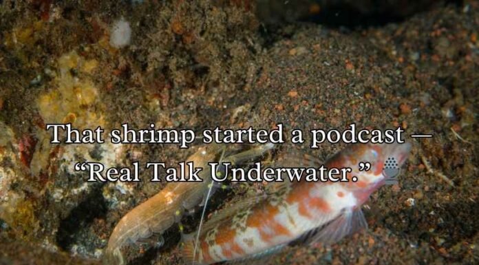 Shrimp Puns Shrimp Puns