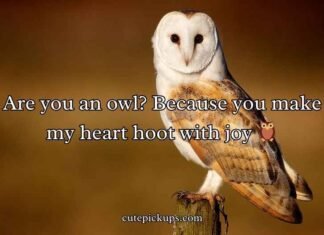 Best Owl Pick Up Lines Best Owl Pick Up Lines