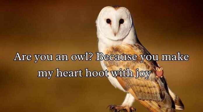 Best Owl Pick Up Lines Best Owl Pick Up Lines