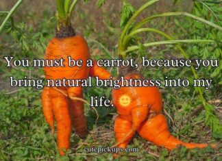 Carrot Puns Carrot Puns