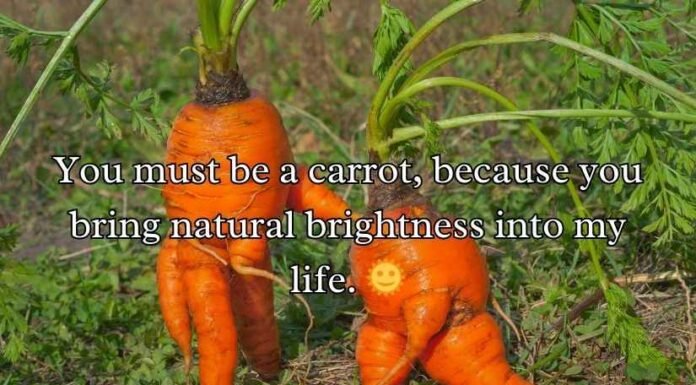 Carrot Puns Carrot Puns