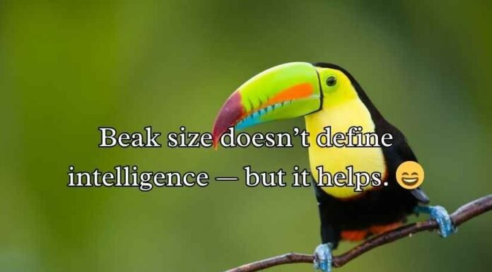 Toucan Puns and Jokes Toucan Puns and Jokes