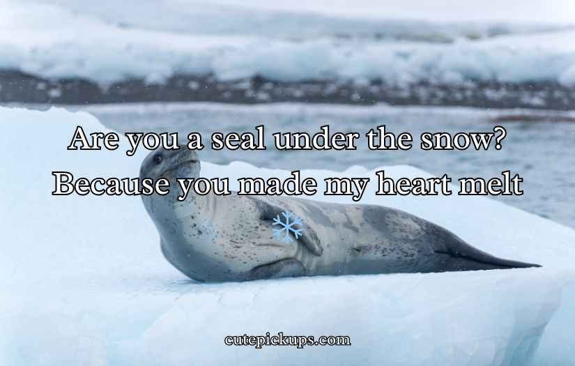 Seal Pickup Lines
