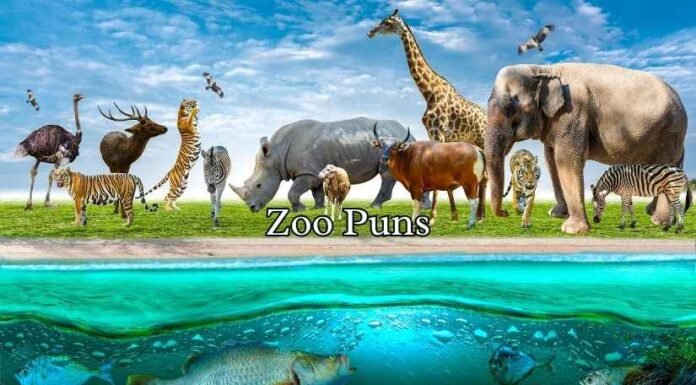 Zoo Puns Zoo Puns