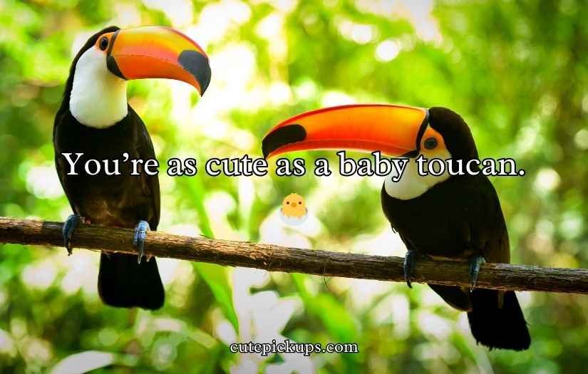 Toucan Puns and Jokes