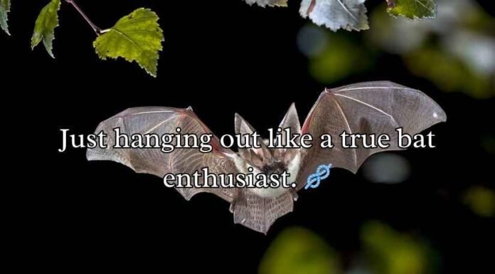 Bat Puns and Jokes Bat Puns and Jokes