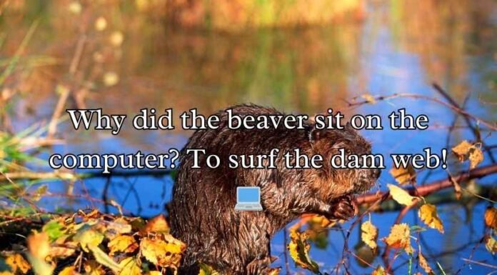Beaver Puns Beaver Puns