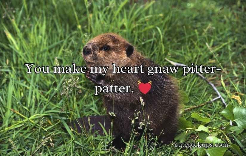 Beaver Puns