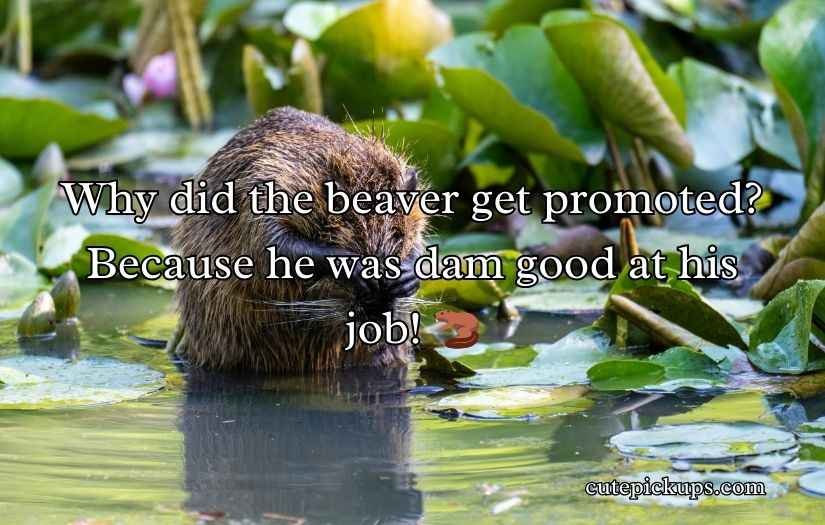 Beaver Puns