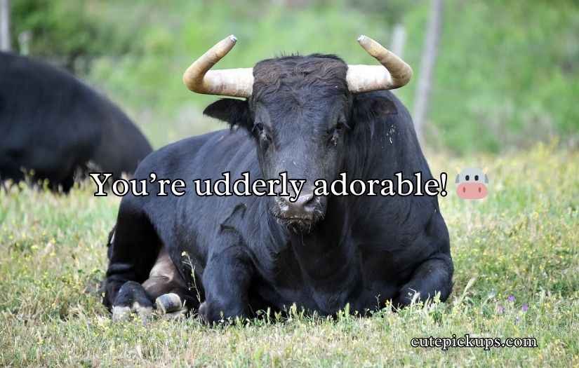 Bull Puns