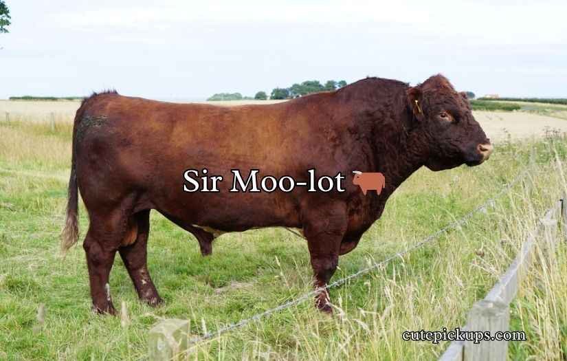Bull Puns