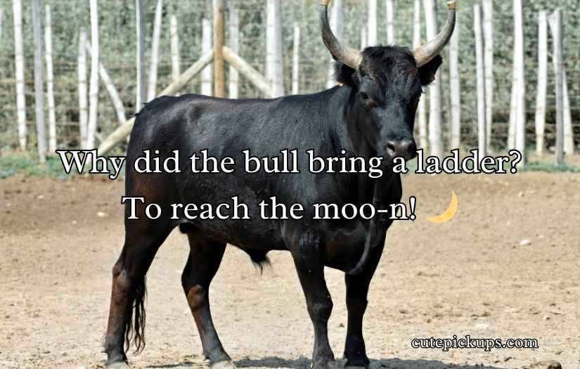 Bull Puns