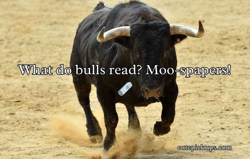 Bull Puns