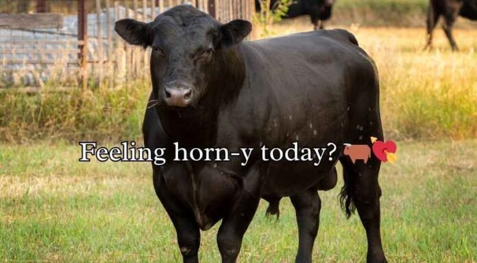 Bull Puns Bull Puns