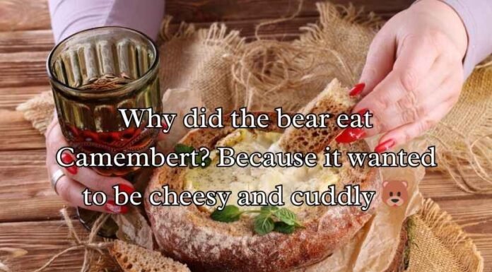 Camembert Puns Camembert Puns