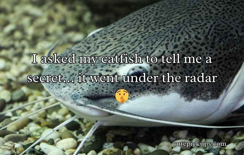 Catfish Puns and Jokes
