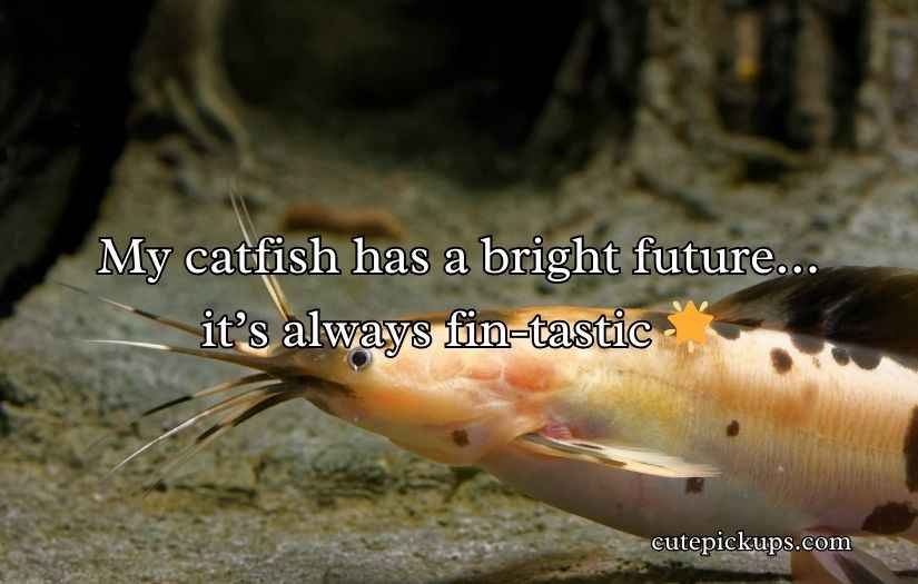 Catfish Puns and Jokes