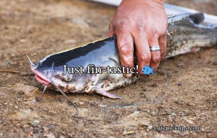 Catfish Puns and Jokes