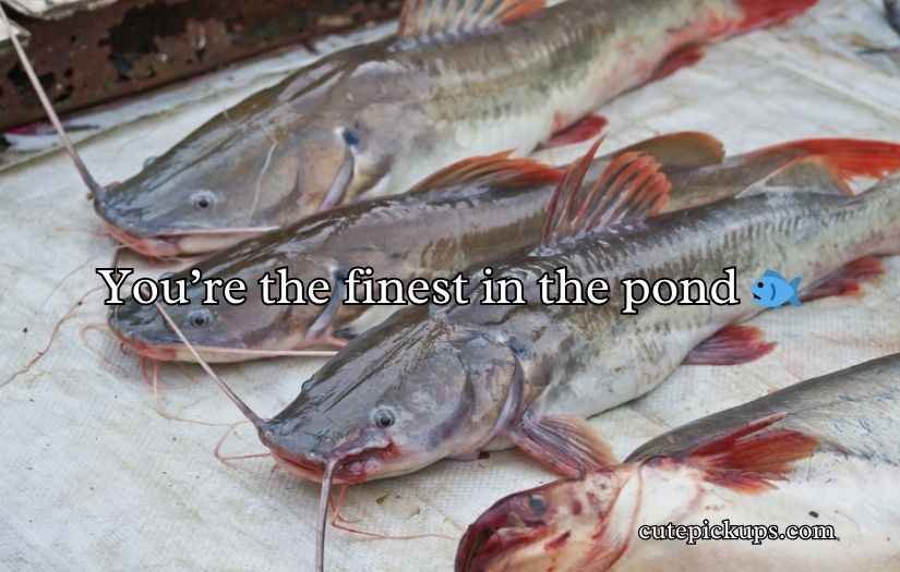 Catfish Puns and Jokes