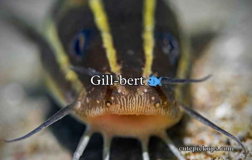 Catfish Puns and Jokes