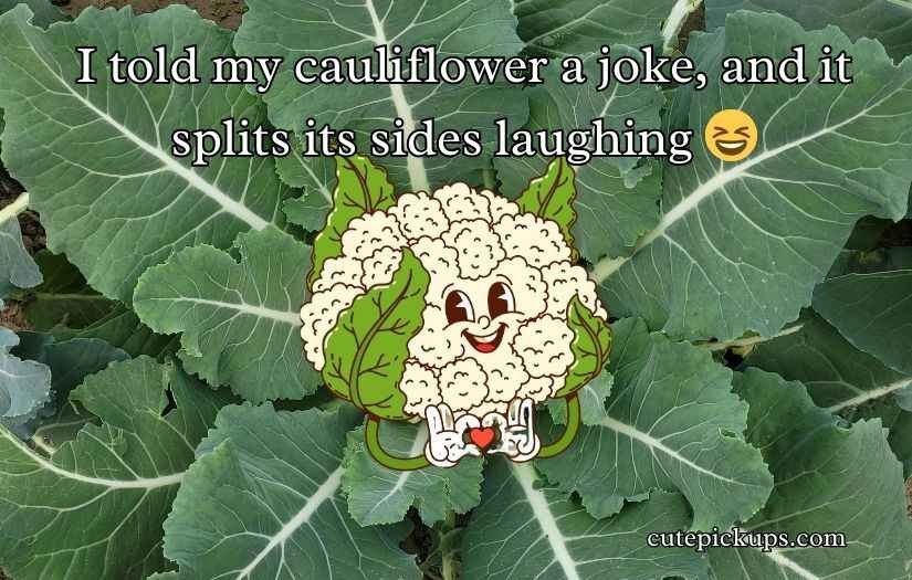 Cauliflower Puns and Jokes