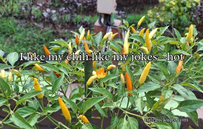 Chili Puns