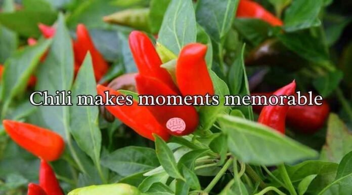 Chili Puns Chili Puns