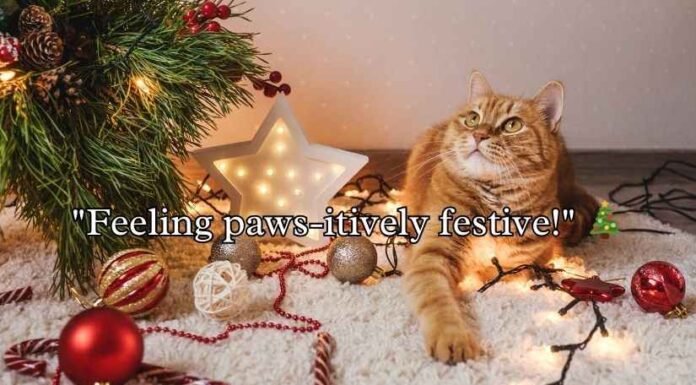 Christmas Cat Puns Christmas Cat Puns