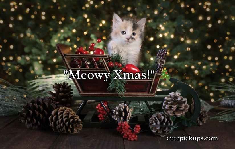 Christmas Cat Puns
