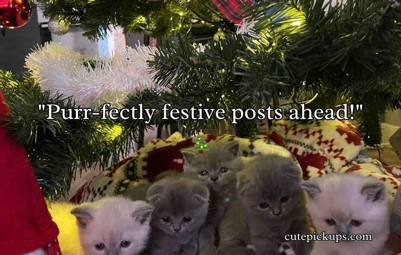 Christmas Cat Puns