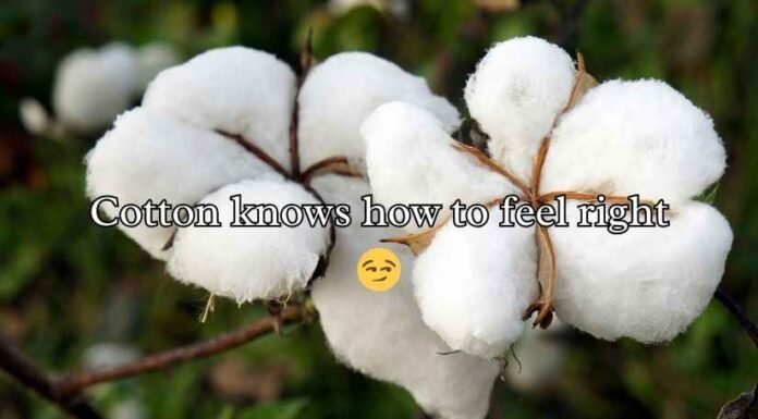 Cotton Puns Cotton Puns