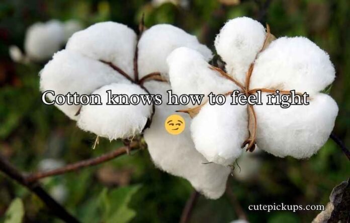 Cotton Puns