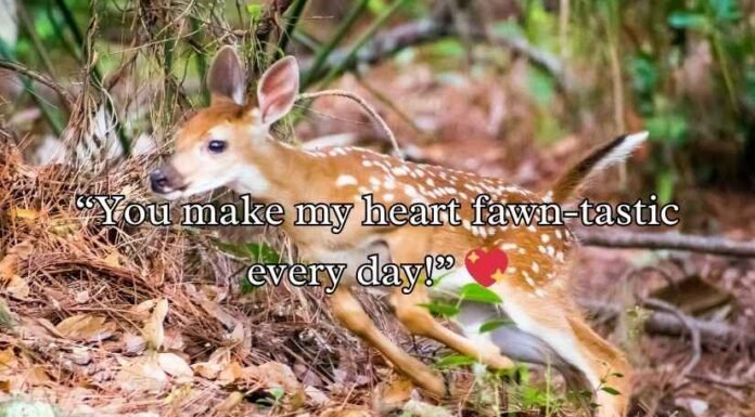 Deer Puns and Jokes Deer Puns and Jokes