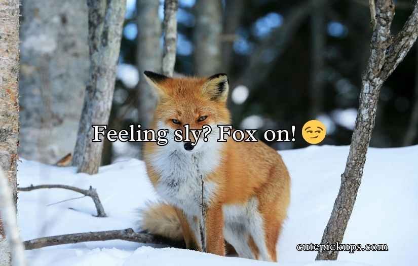 Fox Puns and Jokes