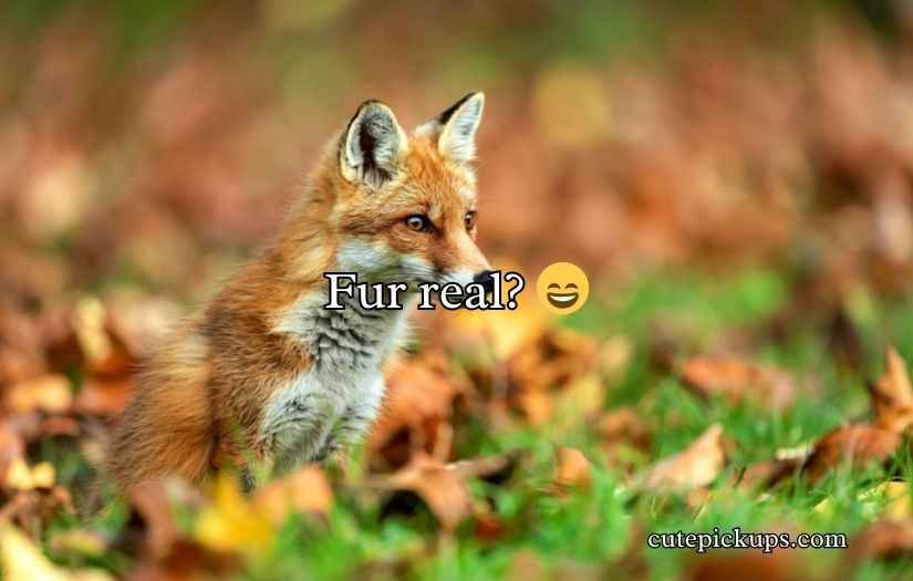 Fox Puns and Jokes