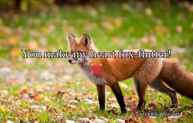 Fox Puns and Jokes
