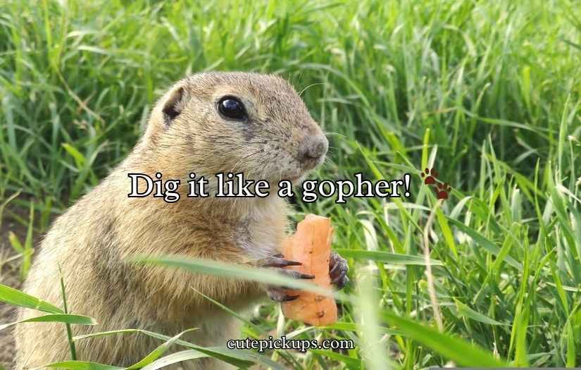 Gopher Puns
