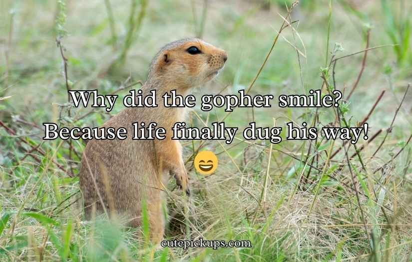 Gopher Puns