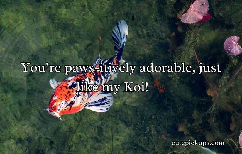 Koi Fish Puns and Jokes