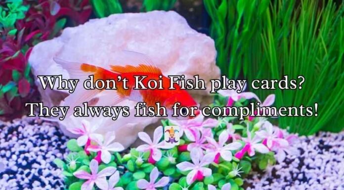 Koi Fish Puns and Jokes Koi Fish Puns and Jokes