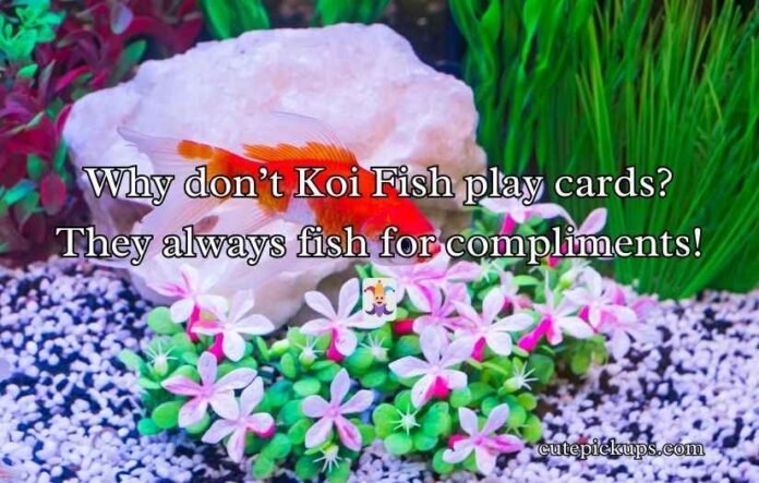 Koi Fish Puns and Jokes