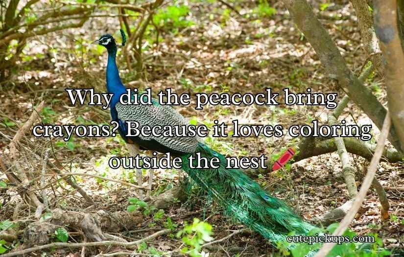 Peacock Puns