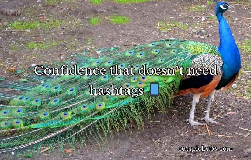 Peacock Puns