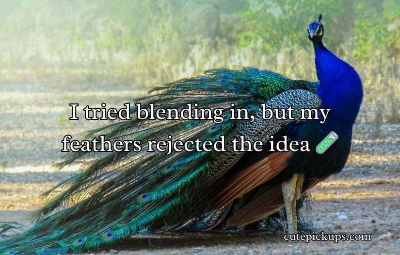 Peacock Puns