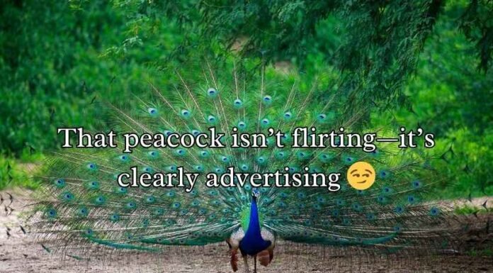 Peacock Puns Peacock Puns