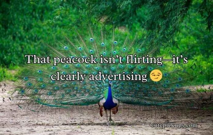 Peacock Puns