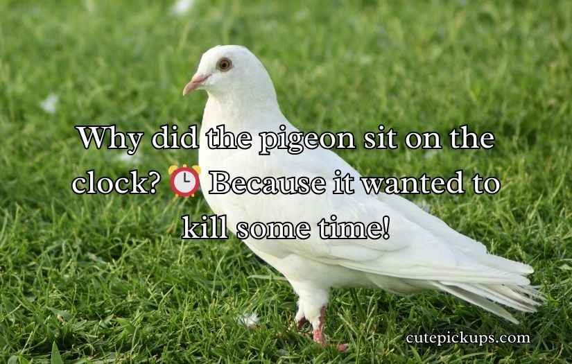 Pigeon Puns and Jokes