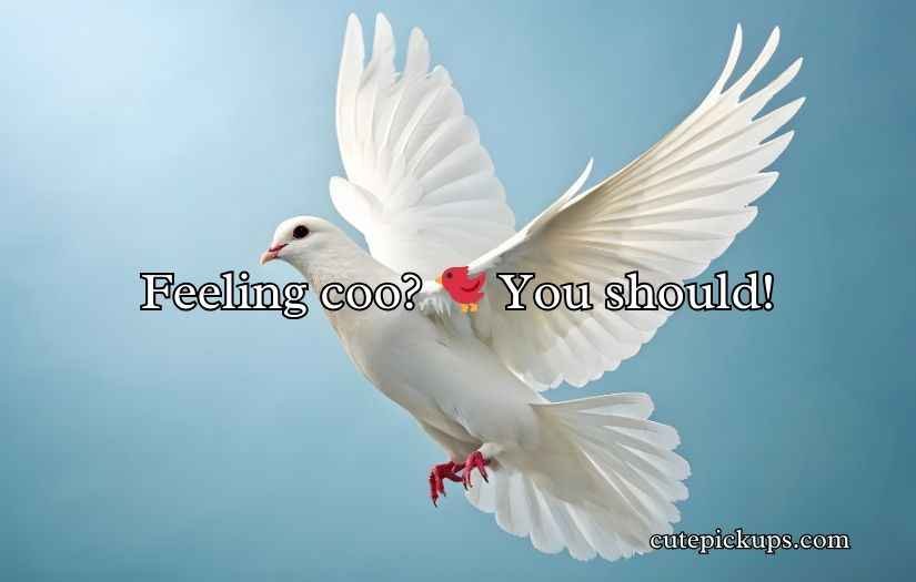 Pigeon Puns and Jokes