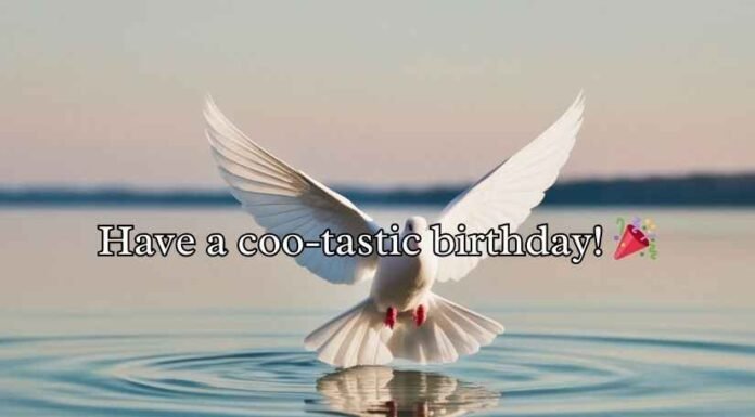 Pigeon Puns and Jokes Pigeon Puns and Jokes